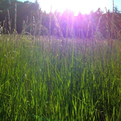 meadow